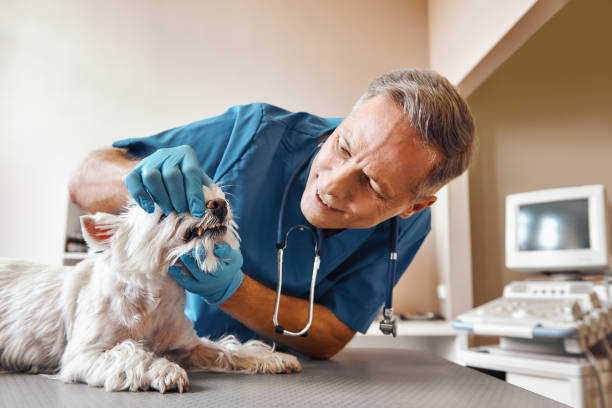 Best After-Hours Emergency Dentist in Rancho Palos Verdes, CA
